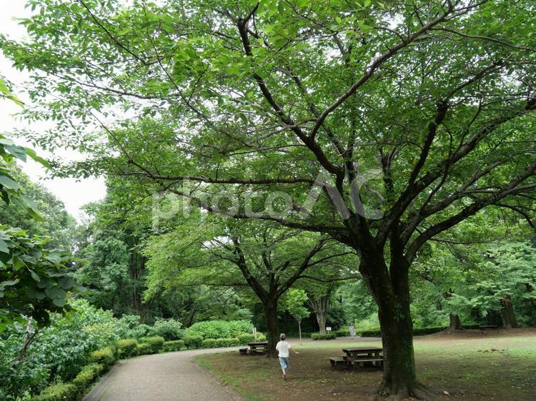 公園の風景 忠生公園,町田市,公園の写真素材