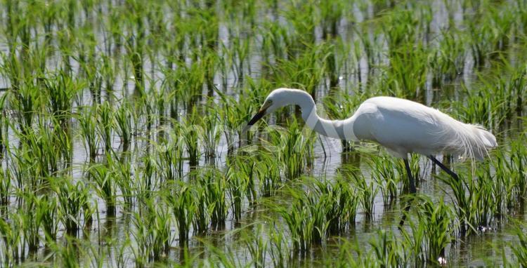 さぎ　その１ さぎ,野鳥,田んぼの写真素材
