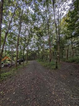 森の道 自然,森,木の写真素材