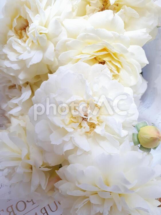 白い花のバラの花束　父の日 バラ,花,薄黄色の写真素材