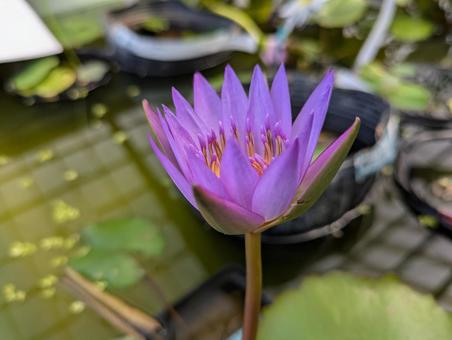 睡蓮 睡蓮 睡蓮,花,flowerの写真素材
