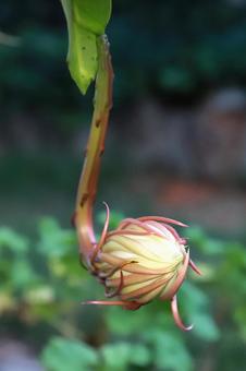 月下美人つぼみの写真