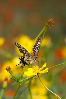 Autumn news: Yellow cosmos and swallowtail butterfly, JPG Autumn news: Yellow cosmos and swallowtail butterfly, JPG