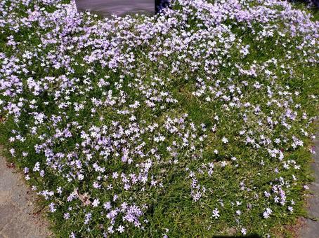 公園の小さな花たちの写真