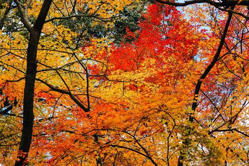 宝福寺の紅葉 宝福寺の紅葉 もみじ,美しい,カラフルの写真素材