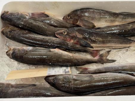 真ほっけ ホッケ,ほっけ,真ほっけの写真素材