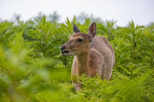 Photo, shiretoko nature center, ezoshima, eat food, 