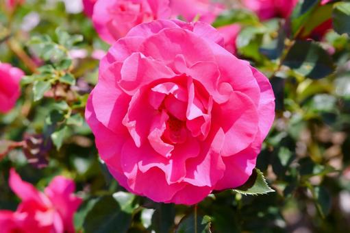 薔薇　うらら 薔薇,うらら,花の写真素材