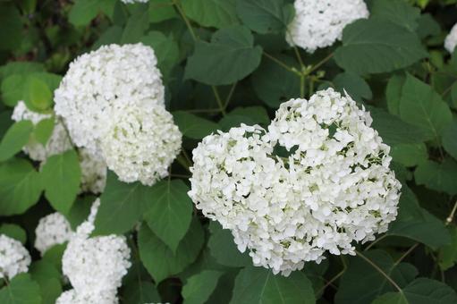 Hydrangea 156, JPG Hydrangea 156, JPG