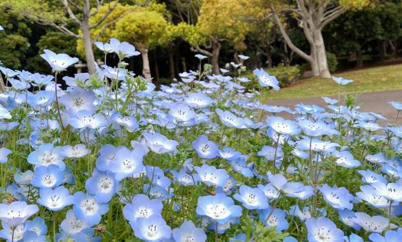 綺麗な花 綺麗な花の写真