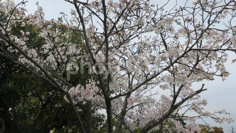 桜 桜,春,花の写真素材