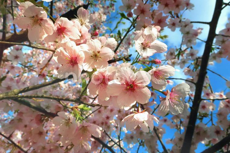 うっすらピンクのかわいい桜 桜,サクラ,ソメイヨシノの写真素材