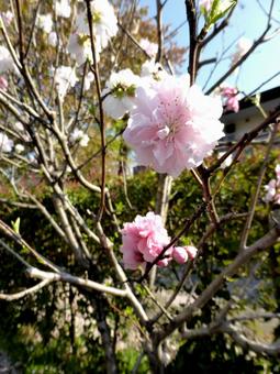 郊外の植え込みで咲き始めたハナモモ ハナモモ,花,植物の写真素材