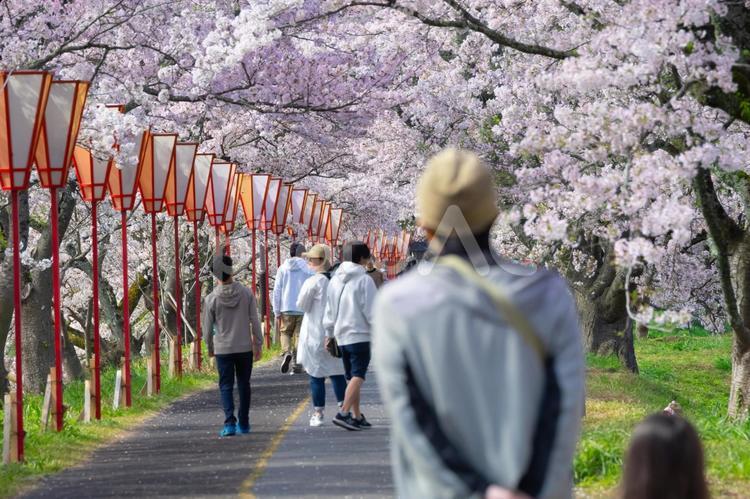 満開の桜とお花見をする人々 お花見,花見客,桜並木の写真素材