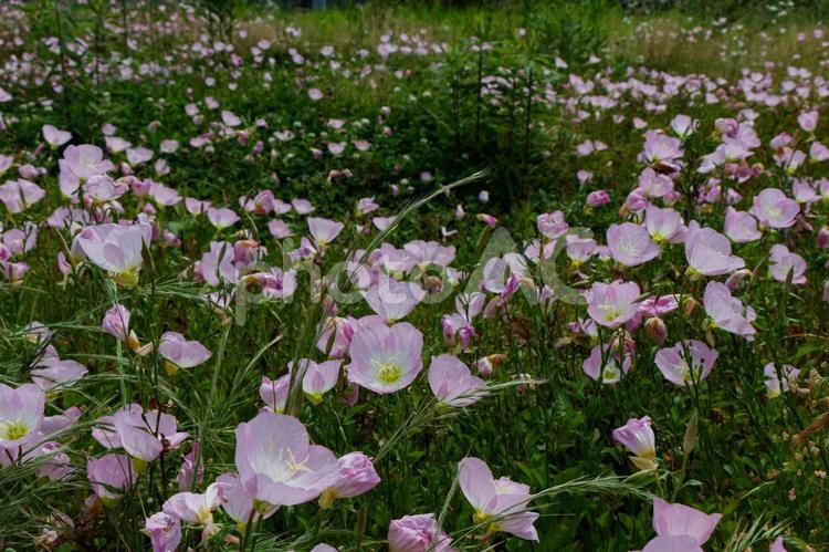 群生する昼咲月見草01 ヒルザキツキミソウ,昼咲月見草,花の写真素材