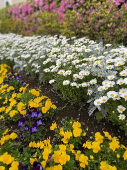 花 花壇,花,春の写真素材