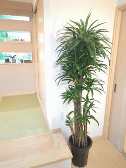 大型観葉植物 ストリクタ 10号鉢 大型観葉植物 ストリクタ 10号鉢の写真