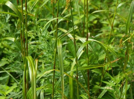 アブラガヤ アブラガヤ,油茅,油萱の写真素材
