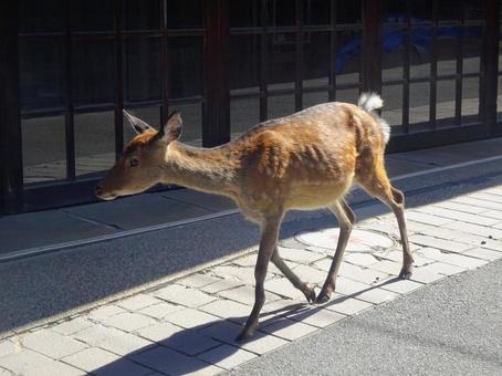 宮島の鹿 宮島の鹿,鹿,宮島の写真素材
