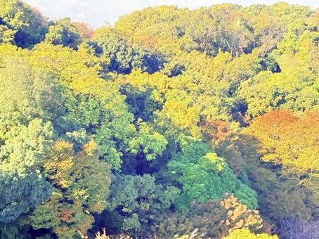 秋の紅葉 秋の紅葉,紅葉,森の写真素材