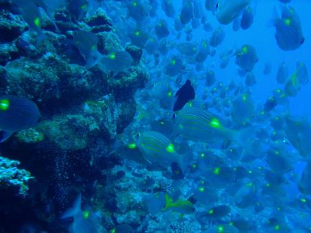 熱帯魚 熱帯魚の写真