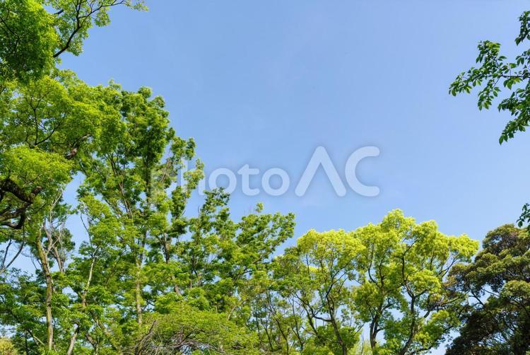 青空と鮮やかな緑の樹木 クスノキ,楠木,新芽の写真素材