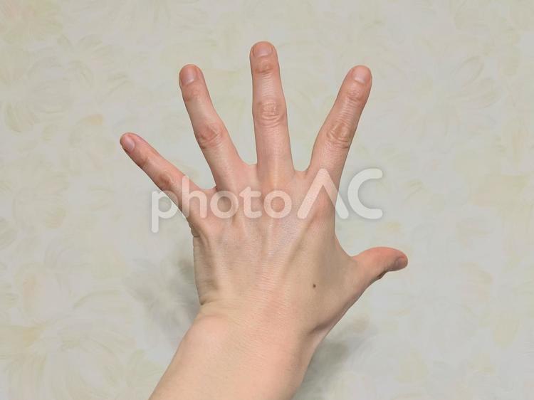 パーをしている手の甲 手,hand,手の甲の写真素材