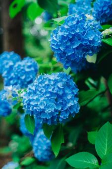 紫陽花 紫陽花の写真
