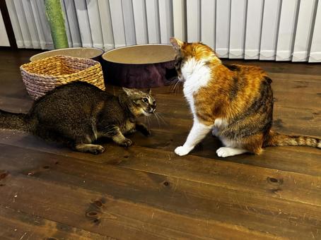 三毛猫　キジトラニャンプロの写真