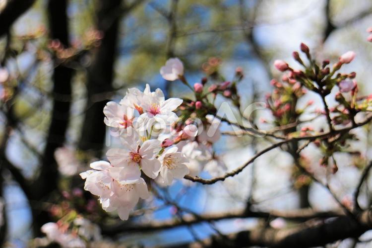 桜　咲き始めた春 桜,春の花,ソメイヨシノの写真素材