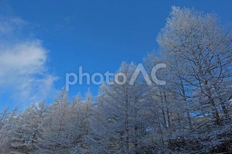 長野　美ヶ原高原　霧氷 美ヶ原高原,樹氷,霧氷の写真素材