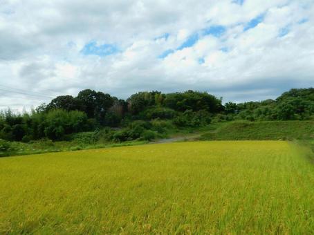 【風景写真】秋の田んぼの風景 【風景写真】秋の田んぼの風景 田んぼ,水田,田の写真素材