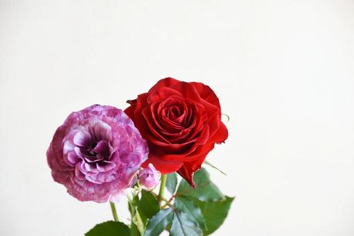 薔薇とラナンキュラス ラナンキュラス,紫,赤い薔薇の写真素材