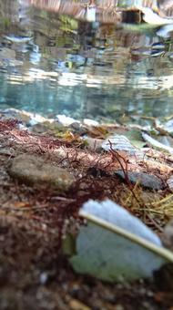水中写真 水中写真の写真