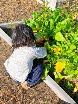 畑仕事をする少女 畑仕事をする少女 ガーデニング,家庭菜園,自然体験の写真素材