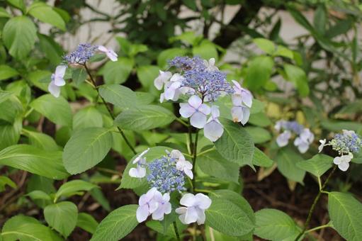 Hydrangea 38, JPG