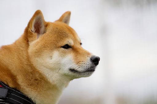 柴犬のポートレート 犬,柴犬,ワンコの写真素材