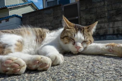 猫 猫 猫,生き物,動物の写真素材