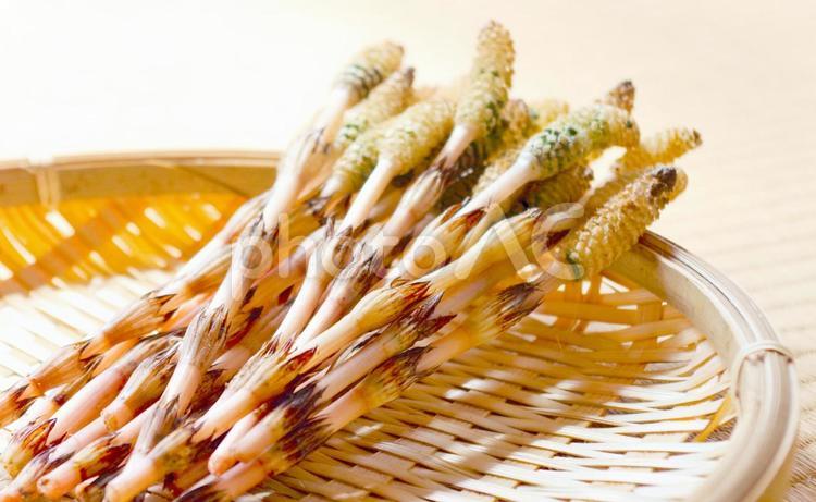 つくし 植物,緑,グリーンの写真素材