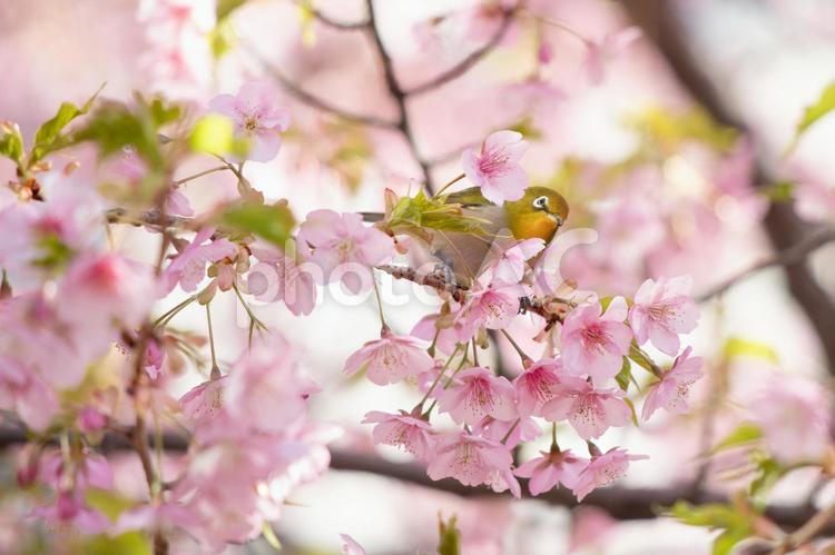 メジロと桜 メジロ,桜,河津桜の写真素材