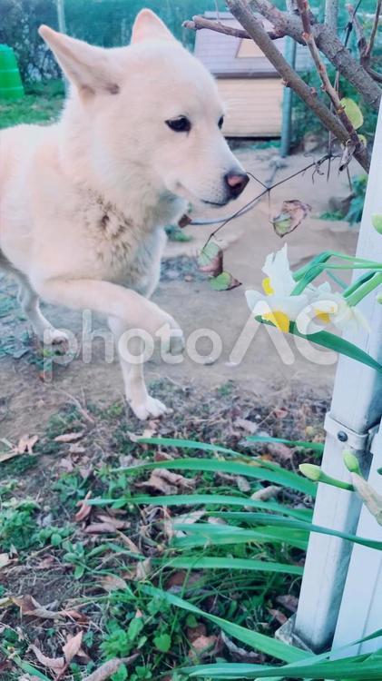 水仙と犬 犬,水仙,自然の写真素材