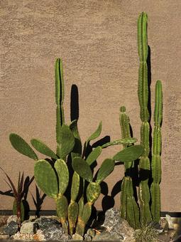 サボテン サボテン,植物,南米の写真素材