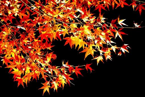 紅葉14 紅葉14の写真