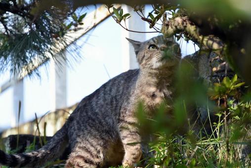 猫11 猫11 猫,動物,野良猫の写真素材