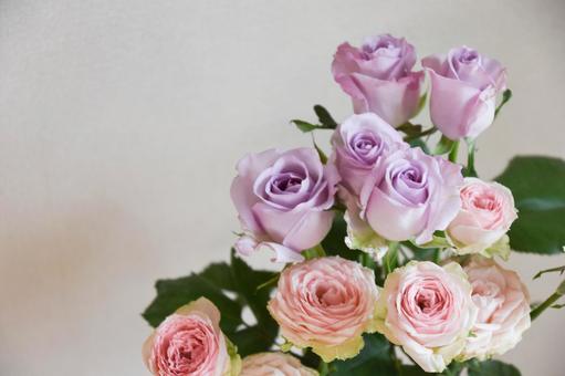 紫とピンクのばらの写真