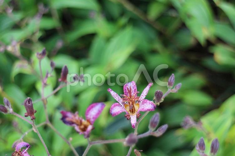 秋の花・ホトトギス ホトトギス,紫色の花,秋の花の写真素材