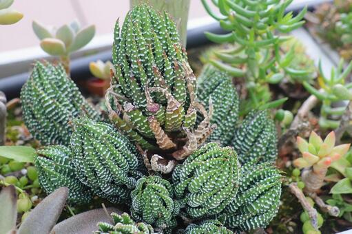 多肉植物　ハオルチア　十二の爪　寄せ植え 多肉植物,植物,葉の写真素材