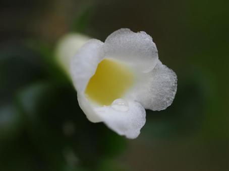 花の中の水滴をマクロ撮影した写真 花の中の水滴をマクロ撮影した写真の写真