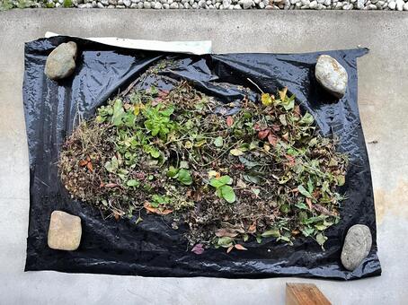 草取りをしたあと 草,雑草,ビニールの写真素材