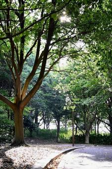 木漏れ日が降り注ぐ公園の散歩道 木漏れ日が降り注ぐ公園の散歩道 木漏れ日,木,緑の写真素材
